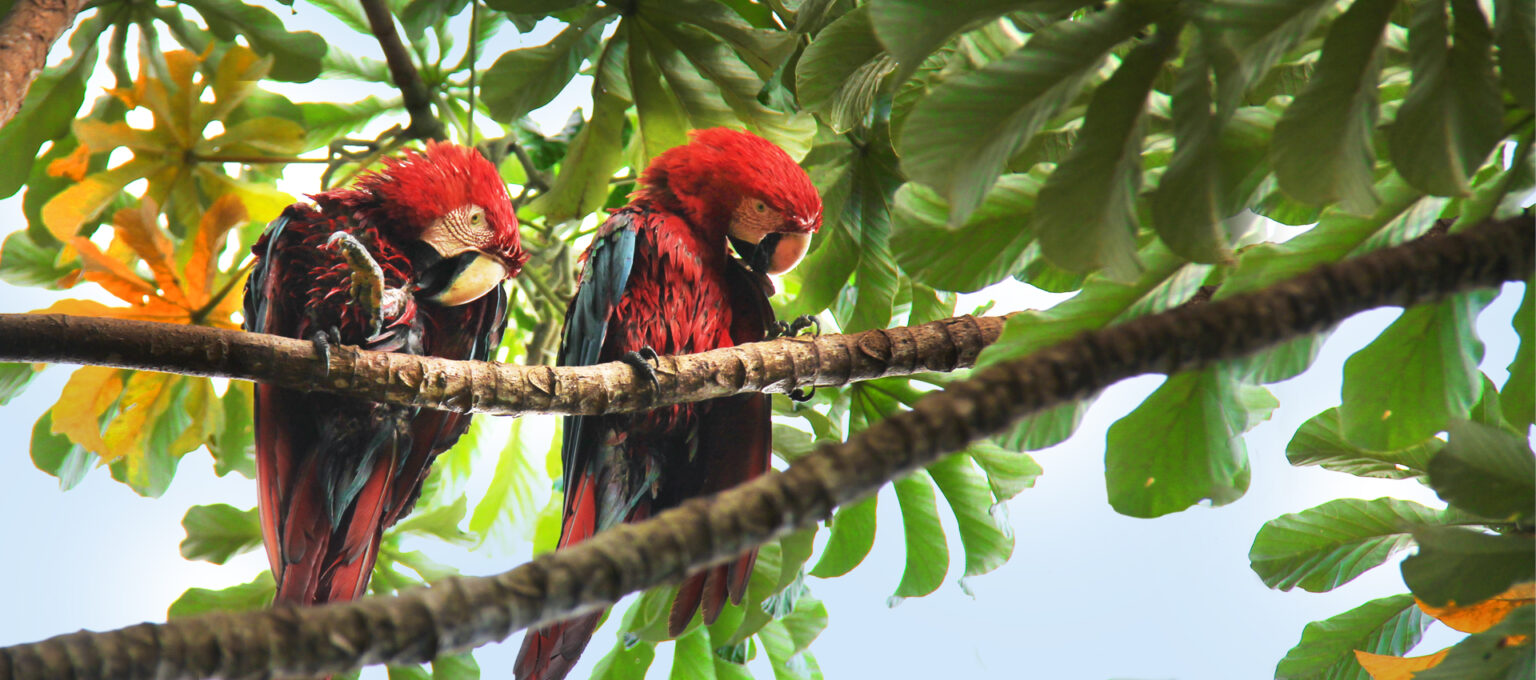 Parrot Conservation Background
