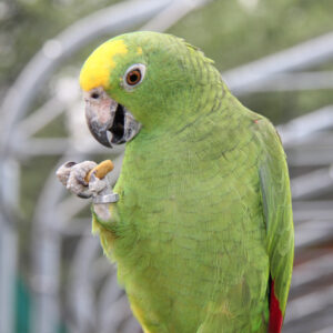 Parrot Eating