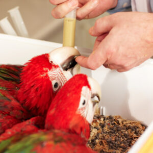Bird Care
